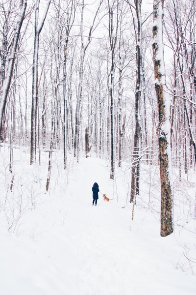 站在雪地上被树包围的狗旁边的人